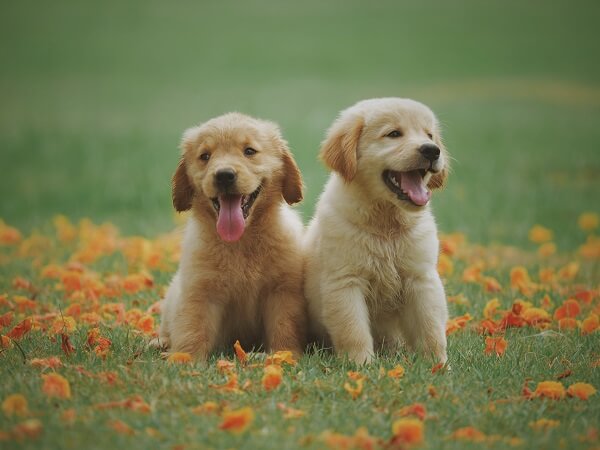 Fenbendazole Dog Wormer