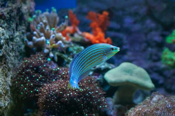 fenbendazole aquarium