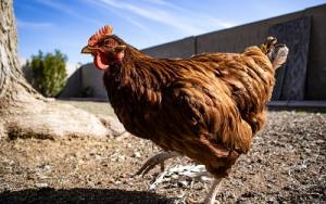 fenbendazole for chickens