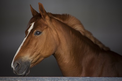 fenbendazole for horses
